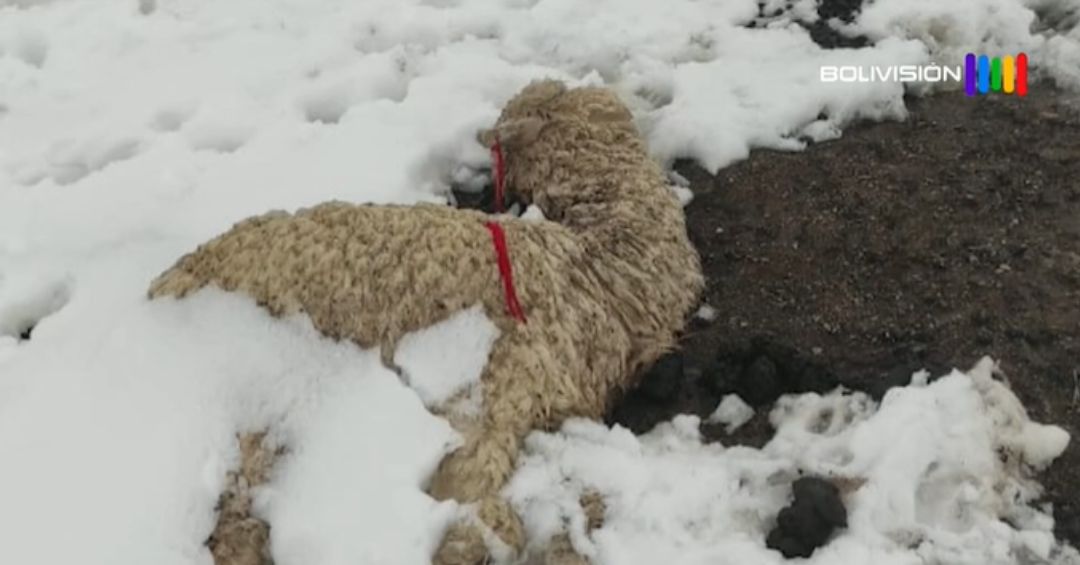 Nevadas afectan la zona andina