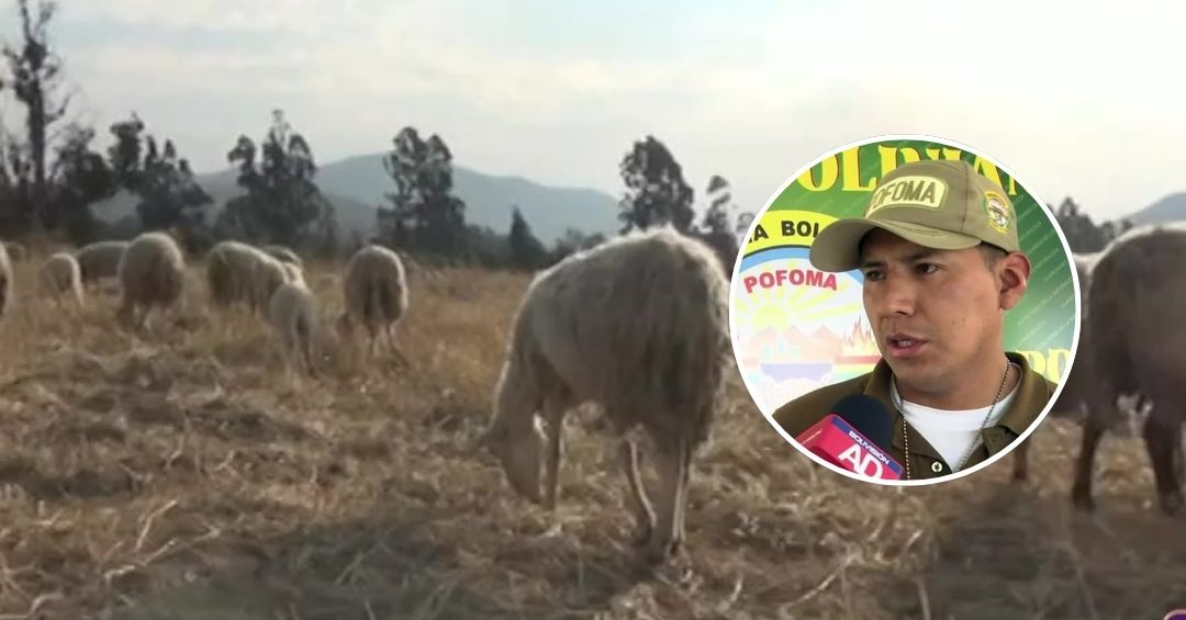Caso de zoofilia en Punata, Cochabamba