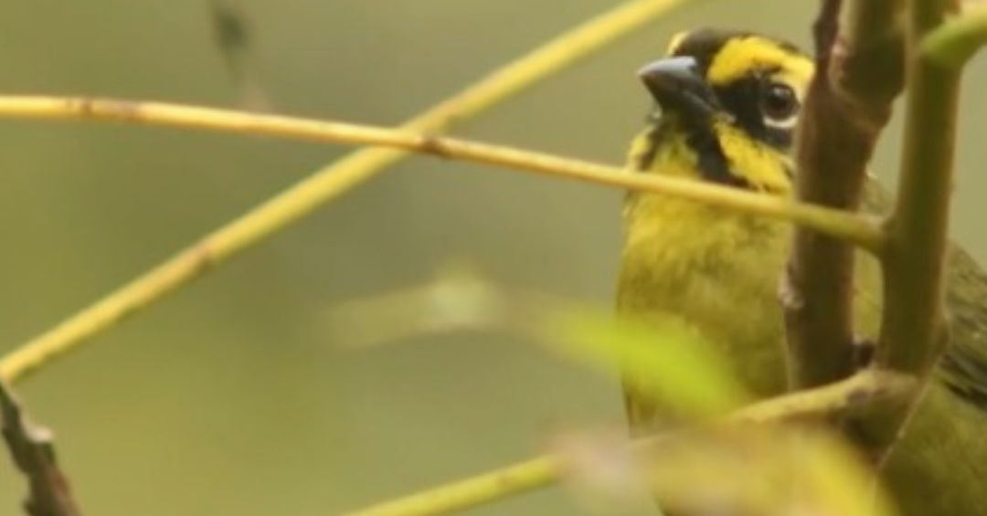 Bolivia, epicentro del avistamiento de aves en Sudamérica