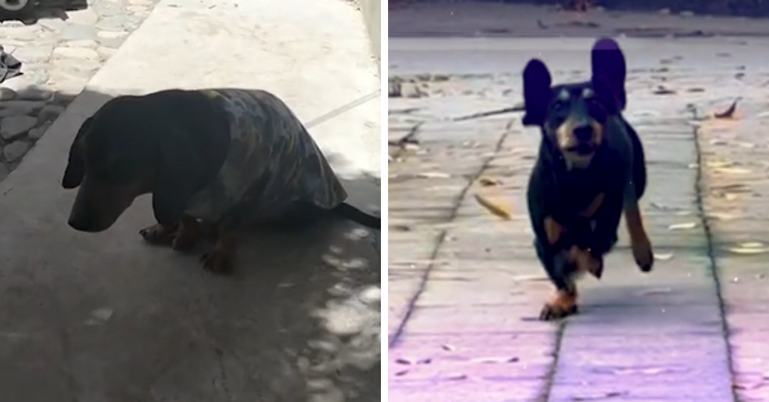 Max vuelve a caminar tras terapia y encuentra una nueva familia