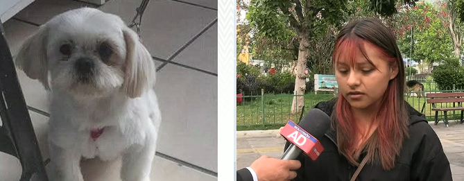 Buscan a Perla, una perrita extraviada en La Paz