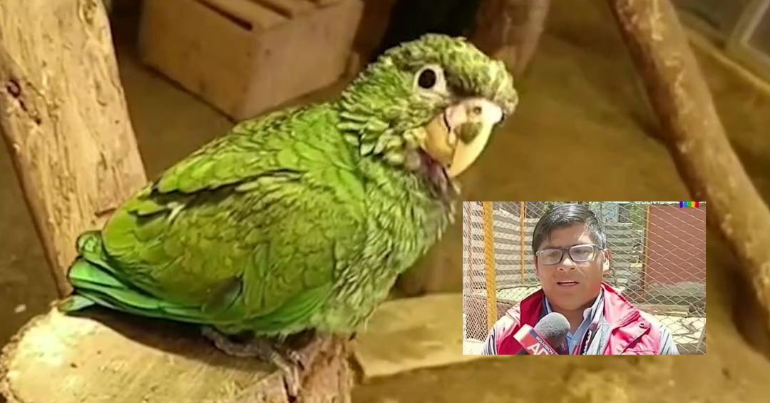 Oruro: Tres loritos más perdieron la vida