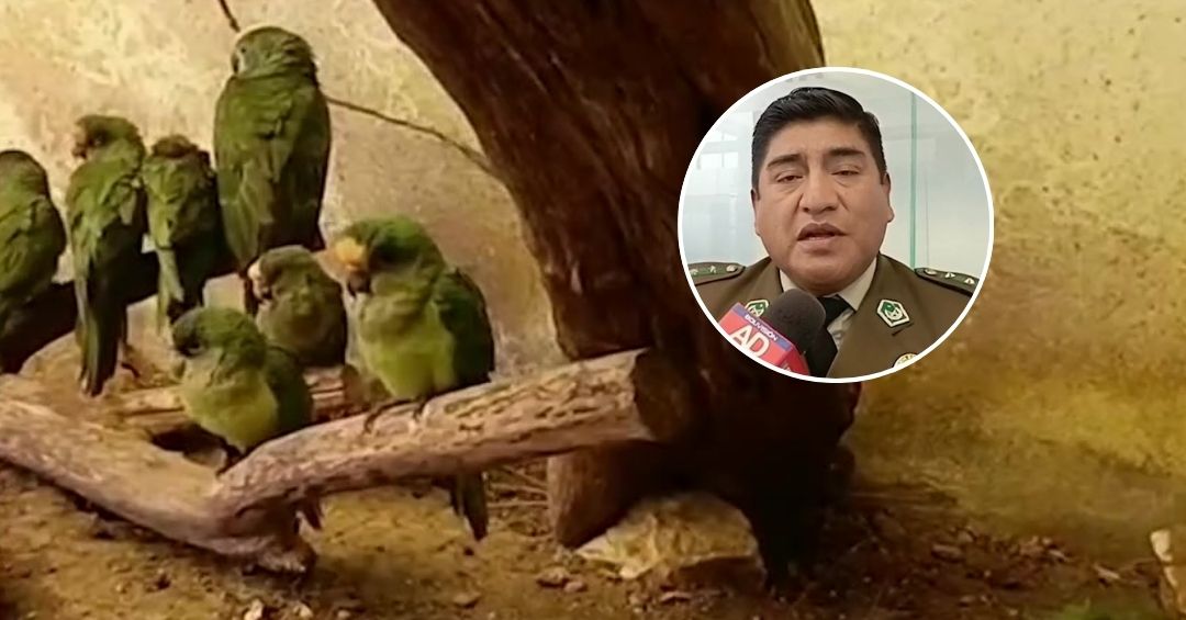Rescataron a 28 loritos que iban a ser enviados como encomienda, uno falleció