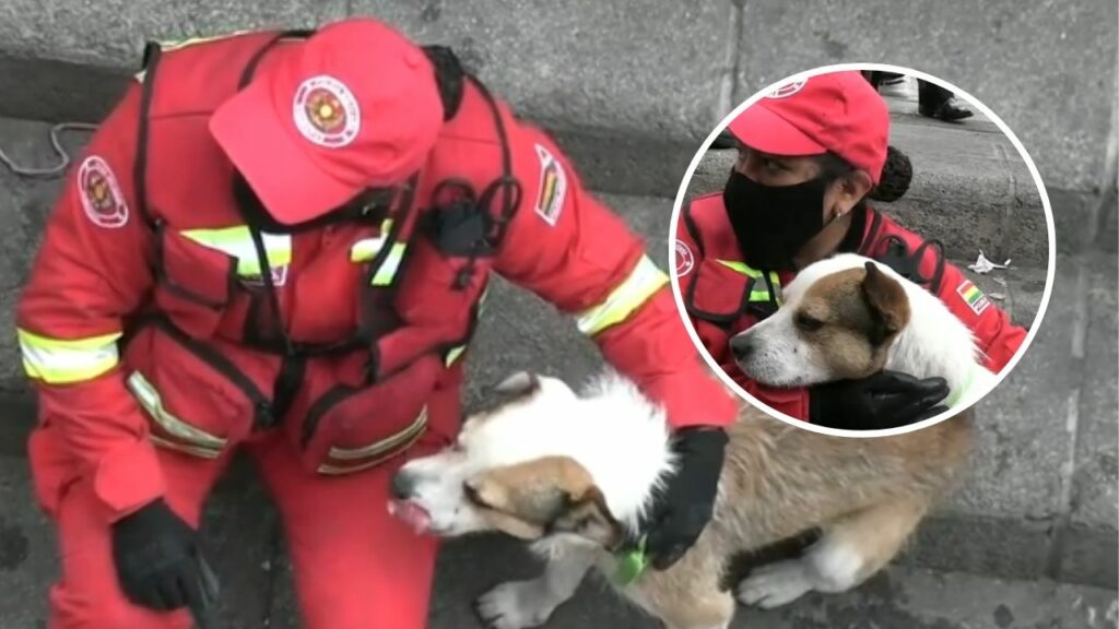 Perrito rescatado con quemaduras en incendio de una casa colonial